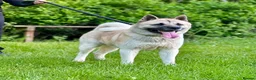 Akita dogs for sale: American Akita male for sale - Advert 1