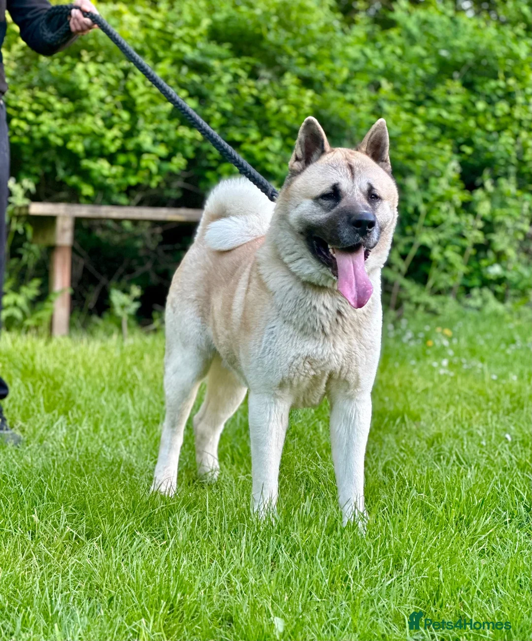 Akita dogs for sale: American Akita male for sale - Advert 1