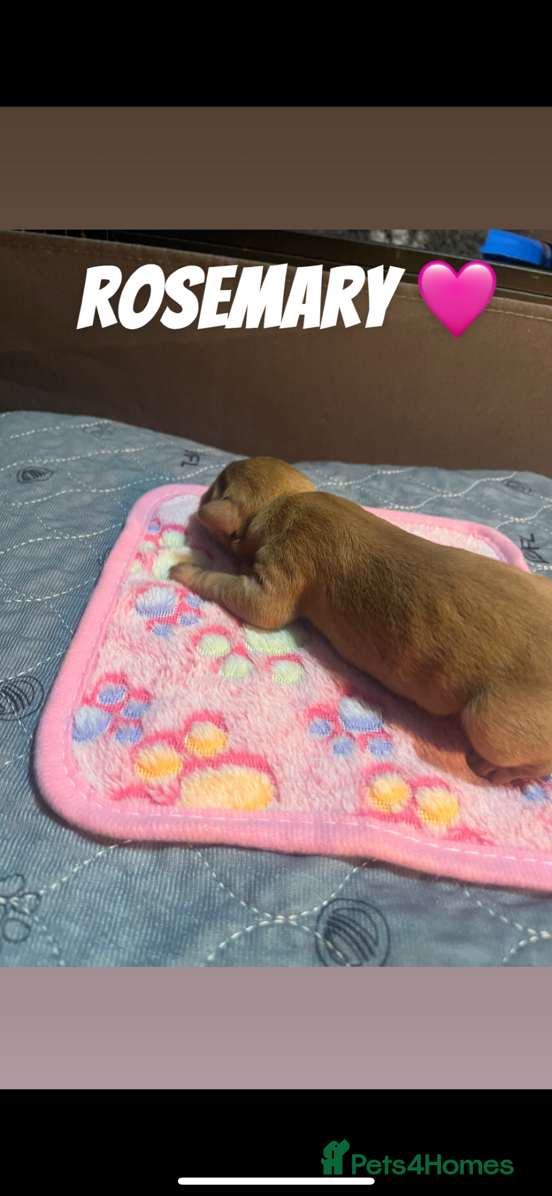 Labrador Retriever dogs for sale: Fox red Labrador puppies  - Image 12