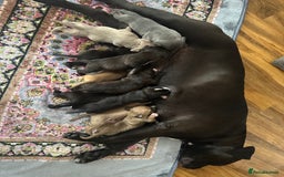 Mixed Breed dogs for sale: Canecorso/staffy puppies  - Image 10