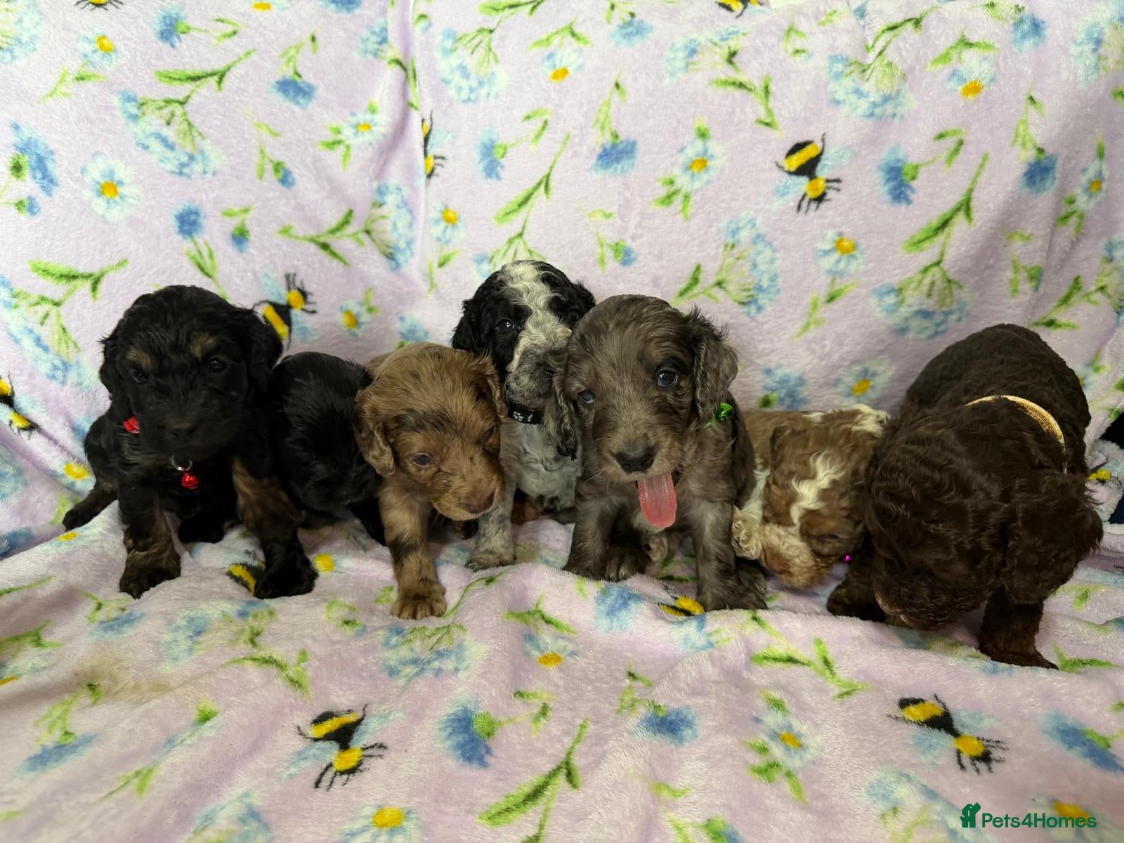 Cockapoo dogs Beautiful Litter of Merle Cockapoo Puppies - Advert 1