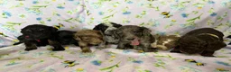 Cockapoo dogs for sale: Beautiful Litter of Merle Cockapoo Puppies - Advert 1