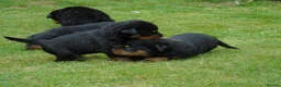 Rottweiler dogs for sale: Rottweiler puppies full German bloodline  in Newton-le-Willows - Advert 4