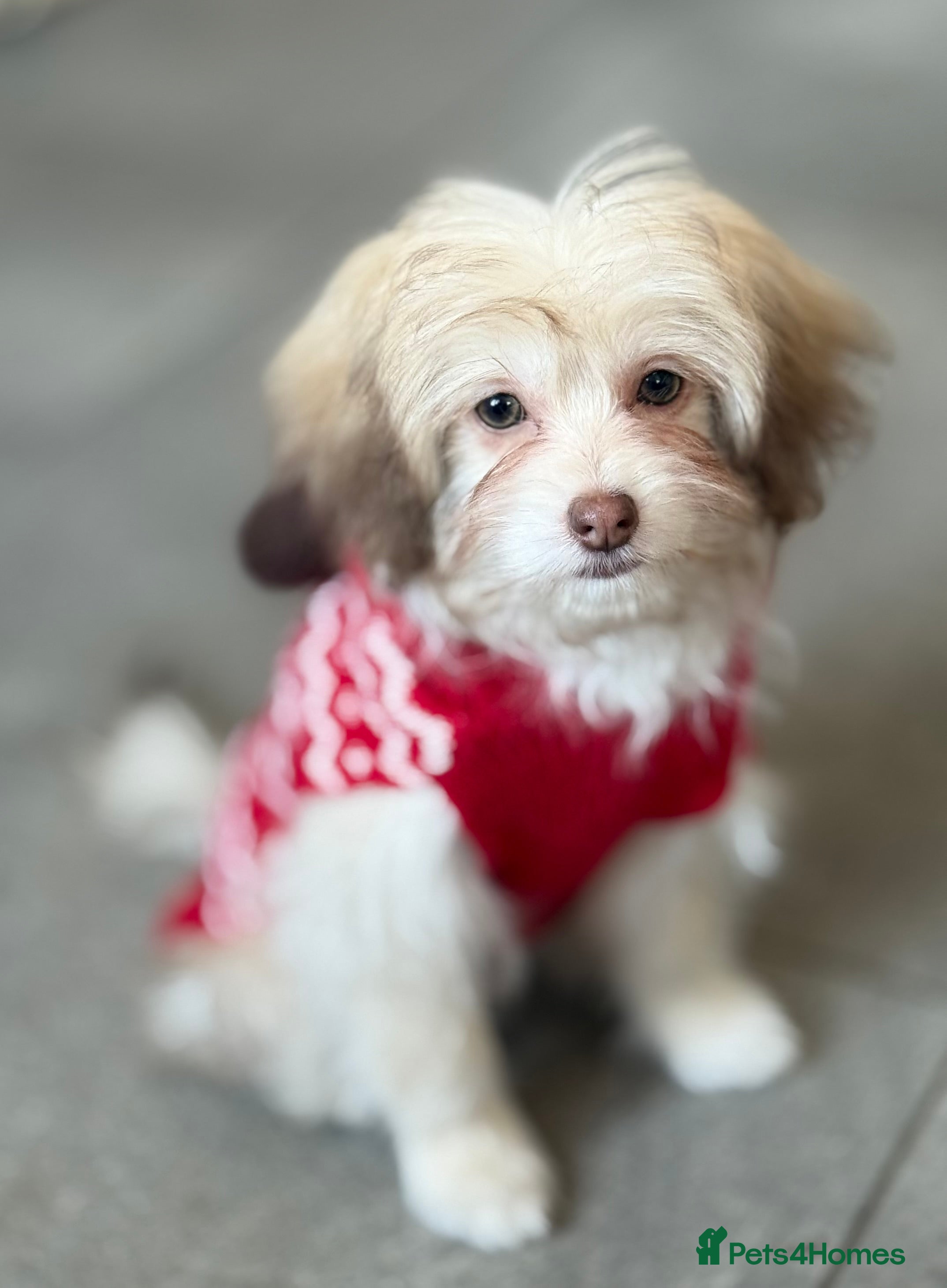 Mixed Breed dogs Pomapoo Pompom Girl – Pink Nose &amp; Green Eyes - Advert 8