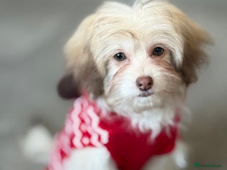 Mixed Breed dogs Pomapoo Pompom Girl – Pink Nose & Green Eyes - Advert 12