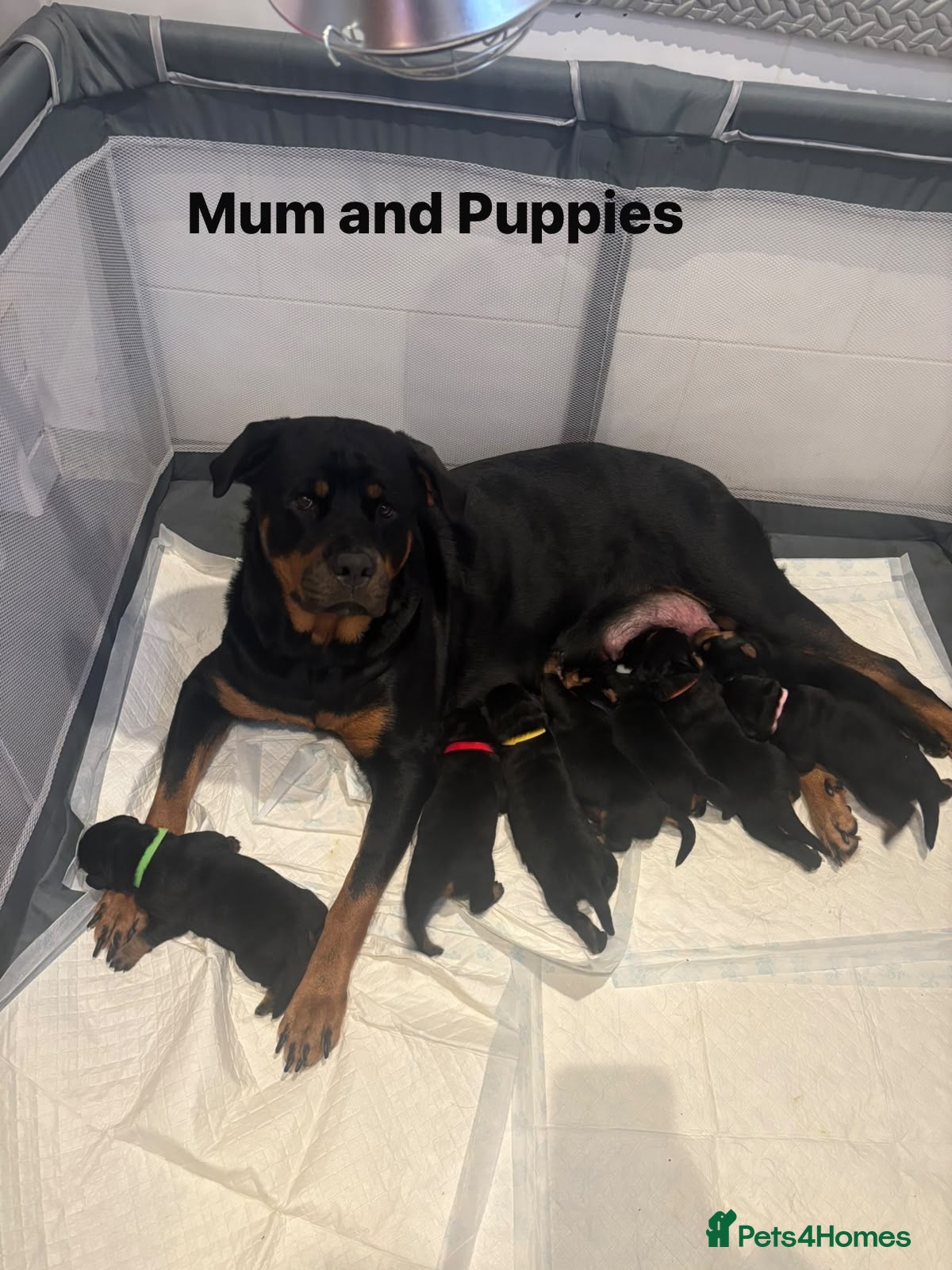 Rottweiler dogs Rottweiler Puppies  - Advert 1