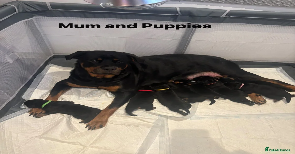 Rottweiler Puppies for sale in England | Pets4Homes