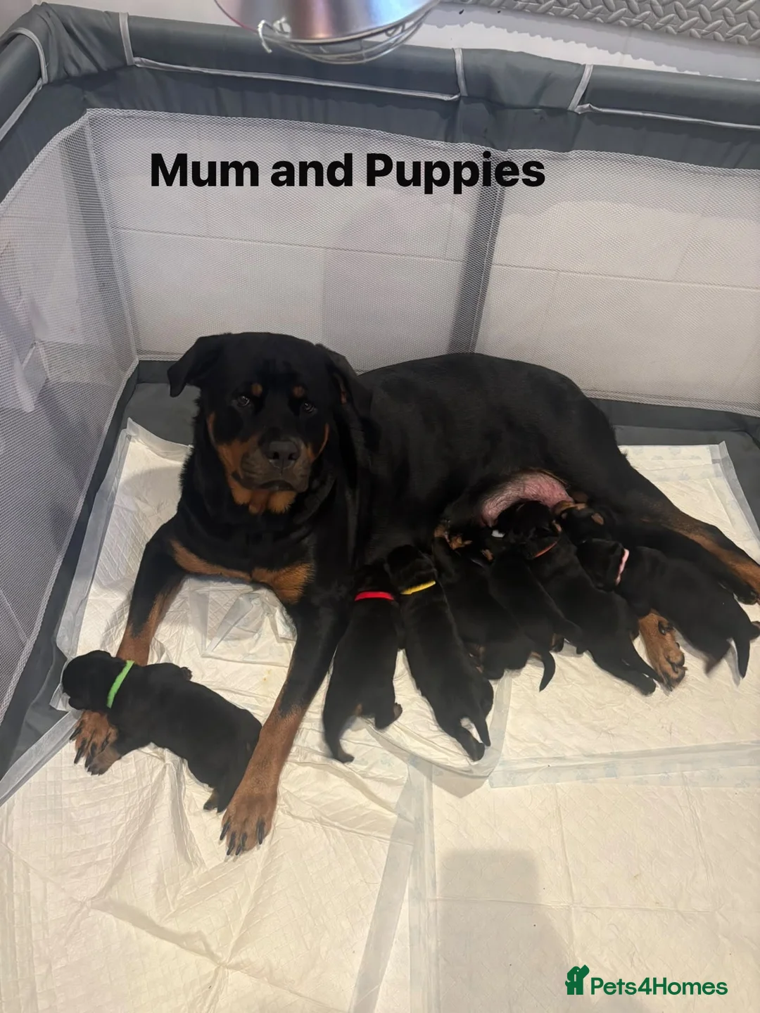 Rottweiler dogs for sale: Rottweiler Puppies  - Advert 1