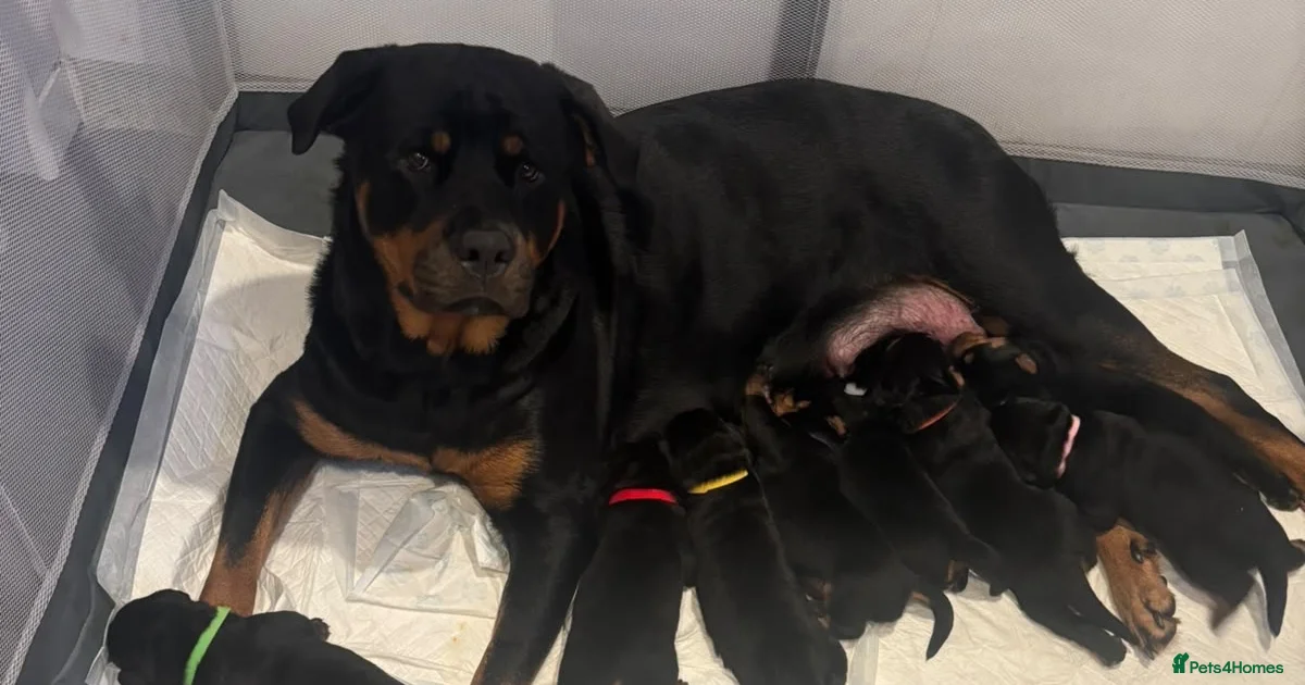 Other Color Rottweiler Rottweiler Puppies for sale in England | Pets4Homes