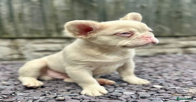 French Bulldog dogs - Advert 4
