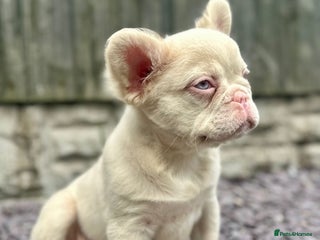 French Bulldog dogs - Advert 33
