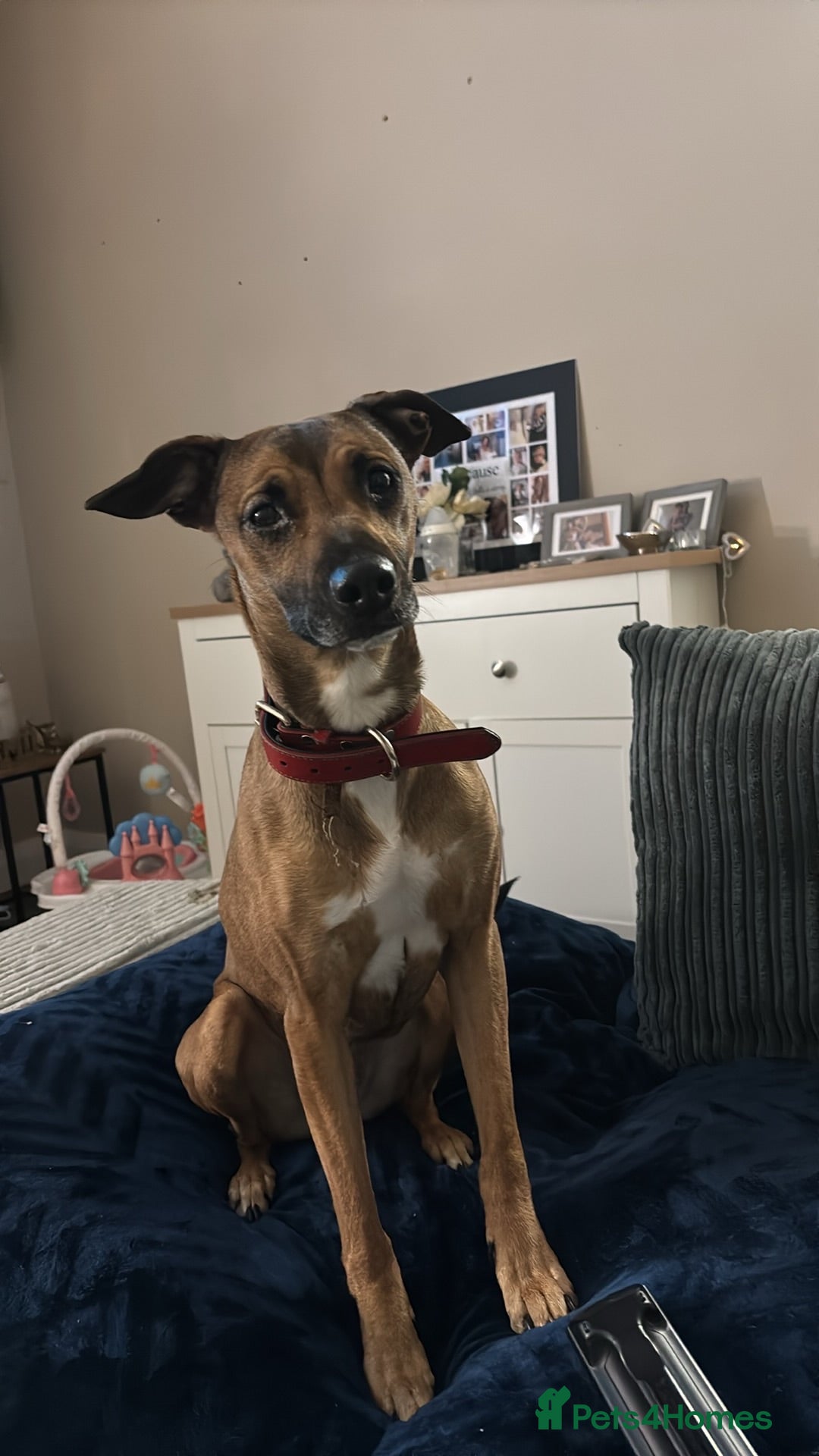 Mixed Breed dogs 3 year old Mixed breed Luna needs a new home - Advert 1