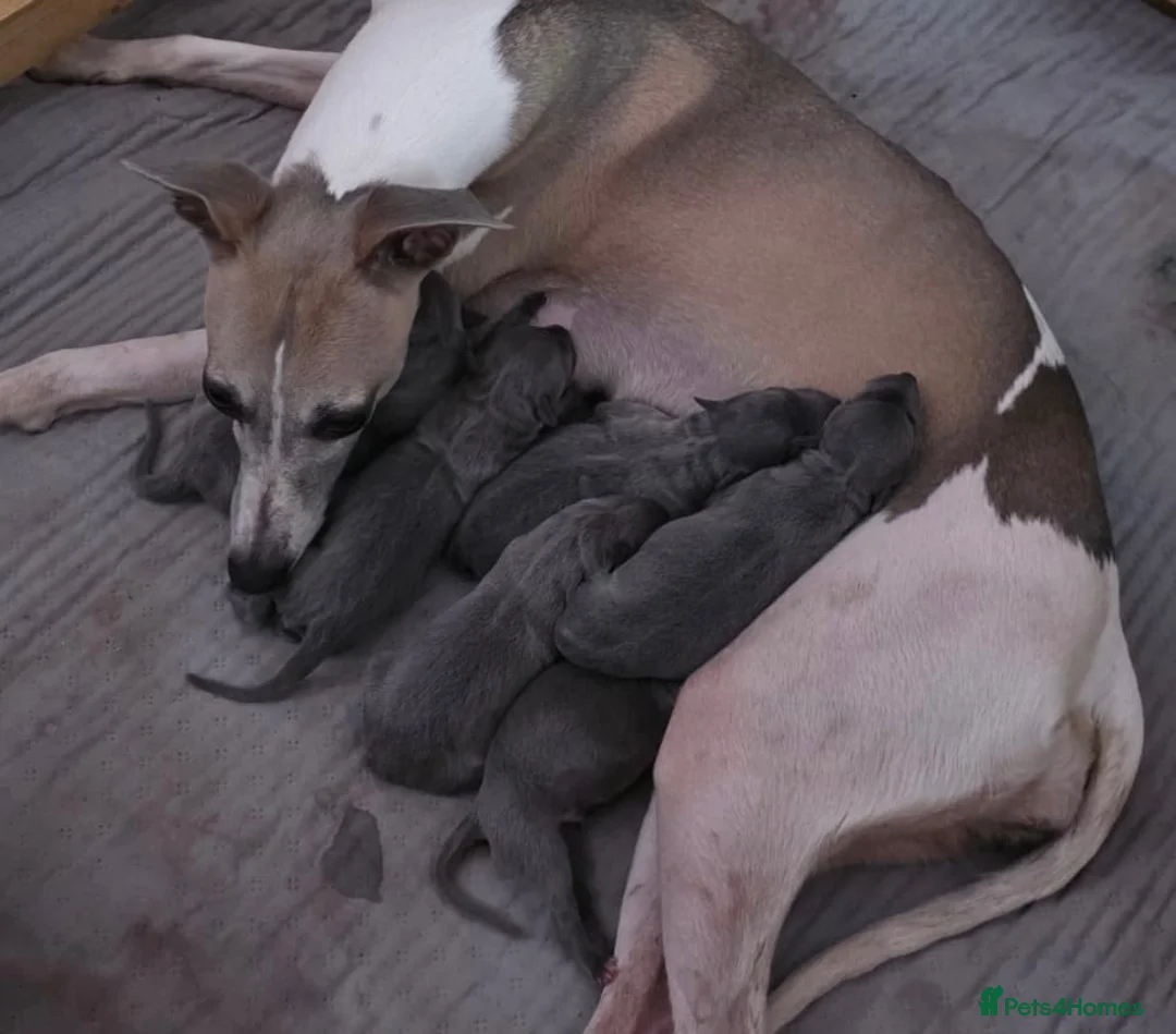 Whippet dogs for sale: Beautiful all blue litter whippet puppies  - Advert 22