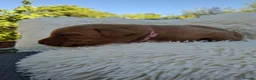 Labrador Retriever dogs for sale: Gorgeous Fox Red Labrador Puppies. - Advert 14