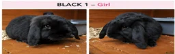 Mini Lop rabbits for sale: Gorgeous Pure Bred Mini Lops in Dewsbury - Advert 6