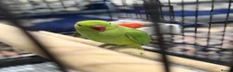 Ringnecks birds for sale: Young Indian Ringneck with cage  in Edgware - Advert 5