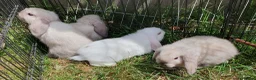 Mini Lop rabbits for sale: Friendly baby mini lops  Vaccinated RHD2 - Advert 9