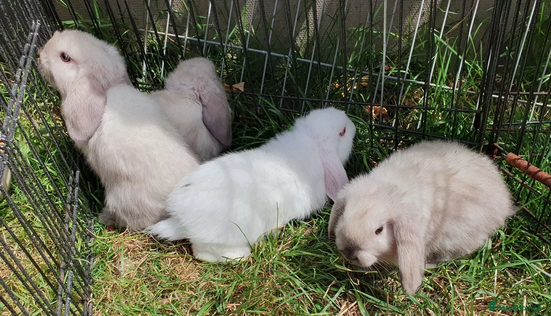Mini Lop rabbits for sale: Friendly vaccinated baby mini lop boys - Advert 20