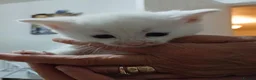 Mixed Breed cats for sale: 5 beautiful white kittens with lovely temperaments - Advert 9