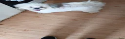 Mixed Breed dogs for sale: Maltes/Lhasa apso puppies  - Advert 4
