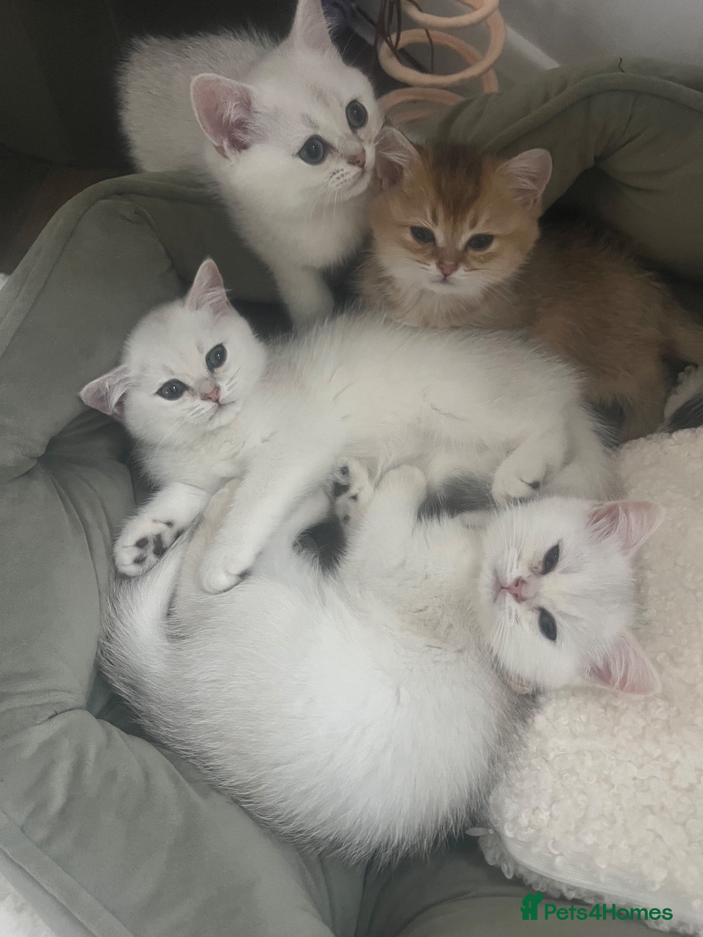 British Shorthair cats for sale: British Shorthair Silver Health Tested green eyes - Advert 24