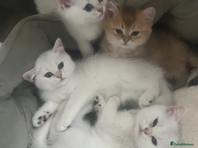 British Shorthair cats for sale: British Shorthair Silver Health Tested green eyes - Advert 24