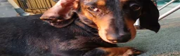 Dachshund dogs for sale: 2 female sister dachshunds  - Advert 4