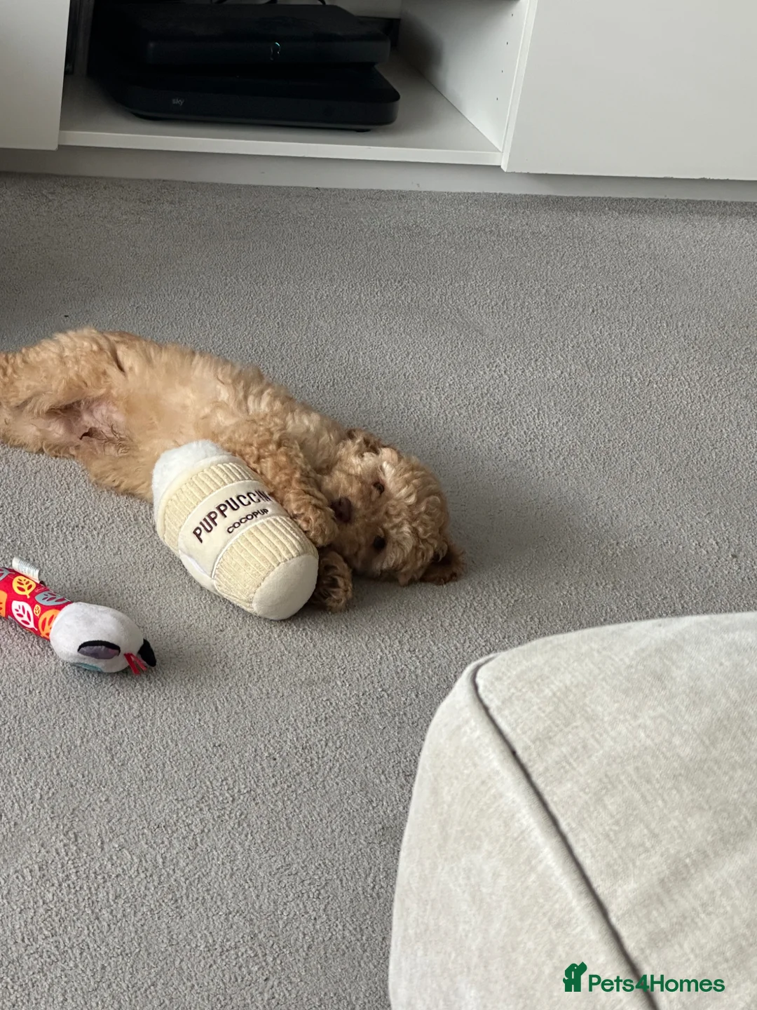 Cockapoo dogs for sale: Puppy for sale  in Leyland - Advert 2