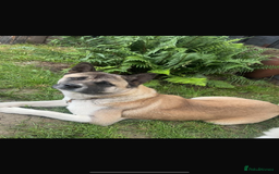 Akita dogs for sale: American Akita Puppies - Image 2