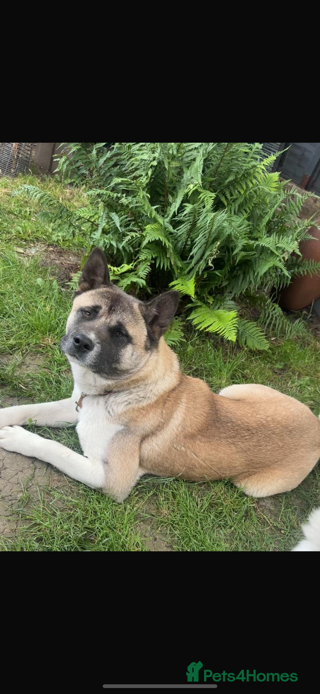 Akita dogs for sale: American Akita Puppies - Image 2