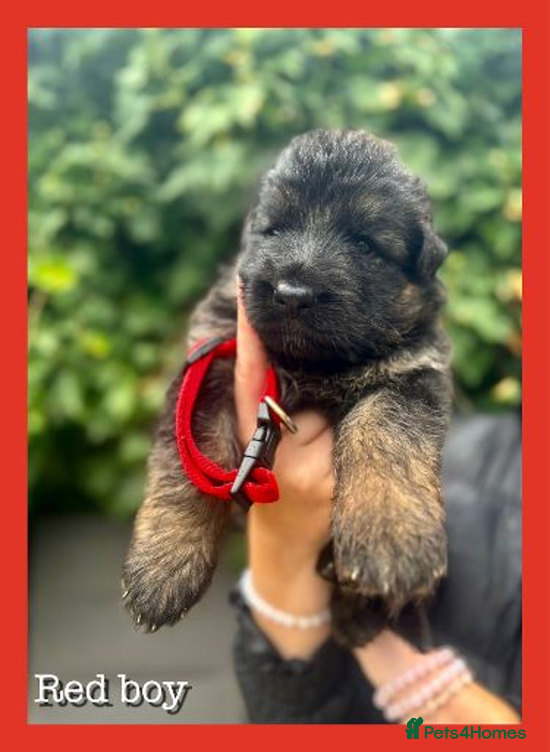 German Shepherd dogs for sale: GSD puppies' fluffy coats - Image 10