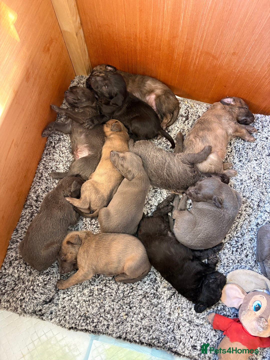 Mixed Breed dogs for sale: Bedlington whippet puppies  - Advert 8