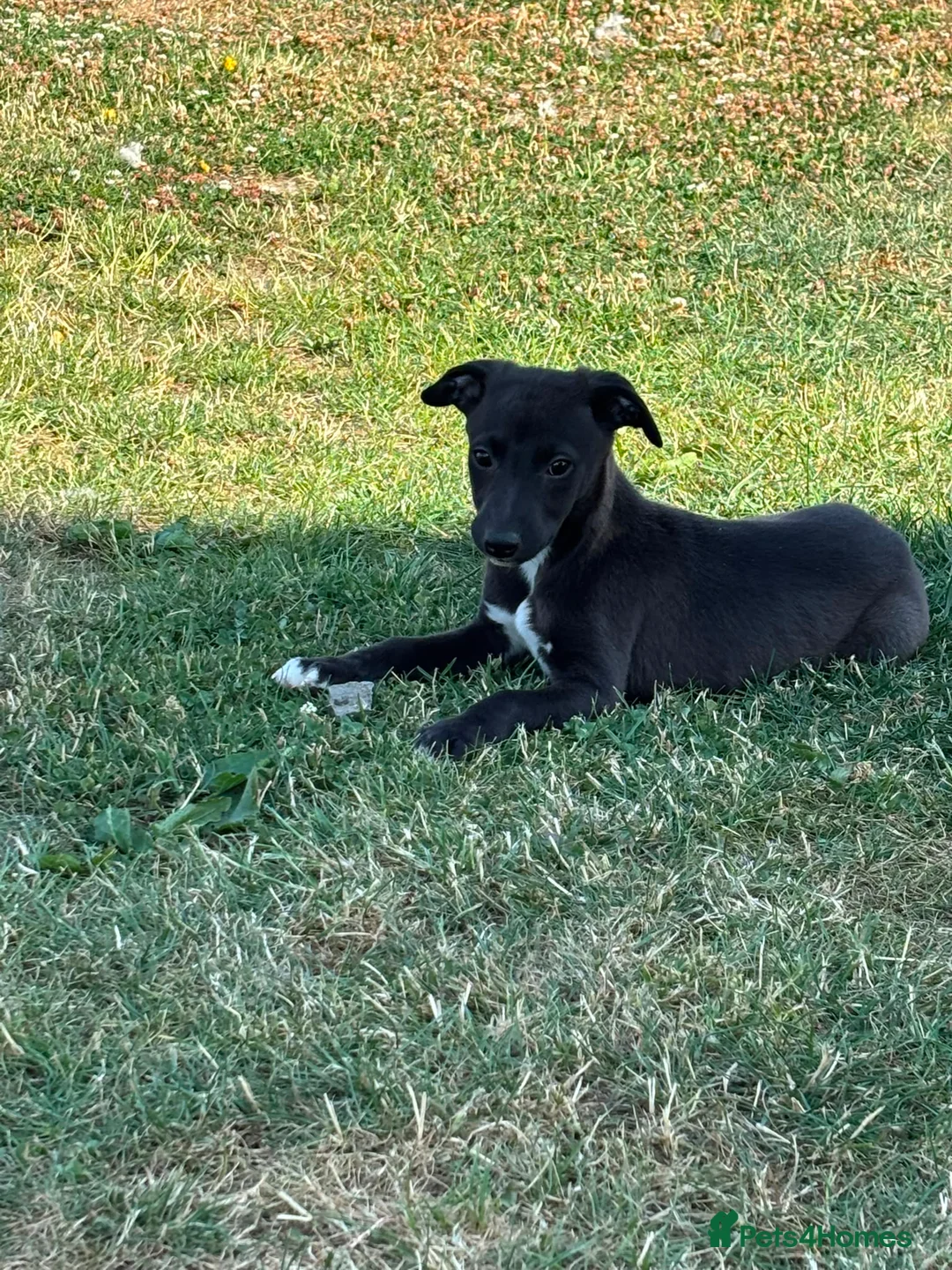 Whippet dogs for sale: Whippet Puppies  in Presteigne - Advert 10