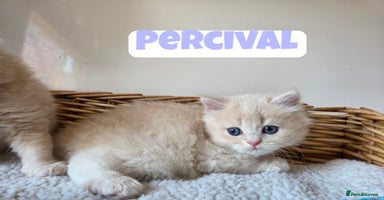 British Shorthair cats - Advert 4