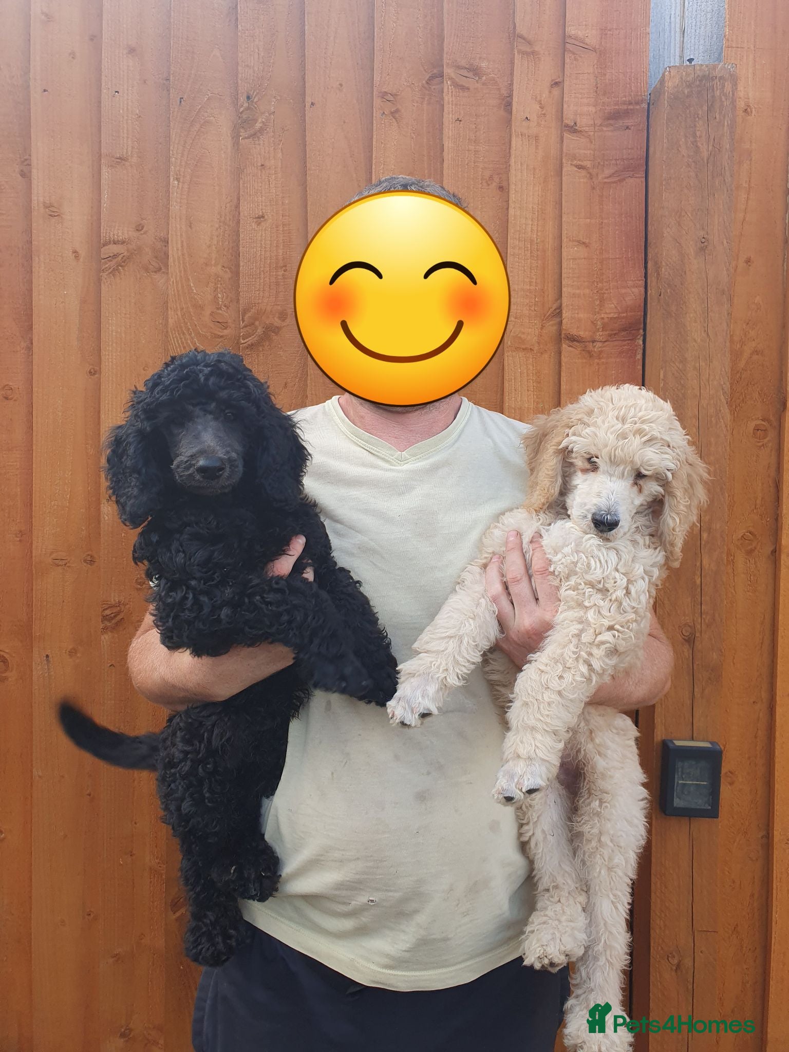 Standard Poodle dogs READY NOW! Standard poodle puppy's kc reg - Advert 3