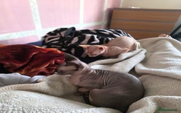 Sphynx cats for sale: 🩵 Sphynx Kitten – Male - Image 8