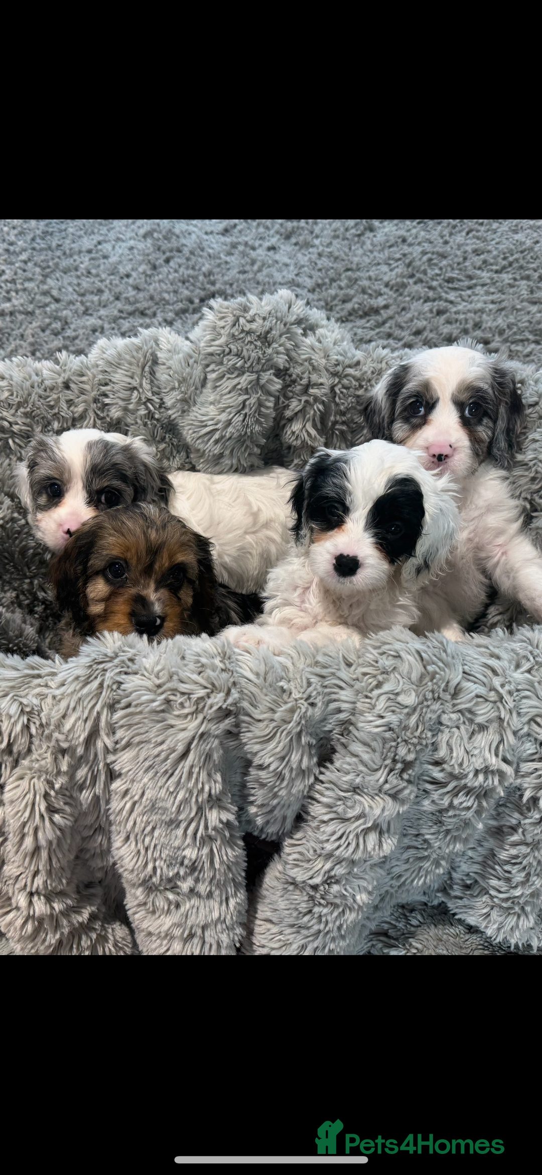 Cavapoo dogs for sale: LAST LITTER OF THESE UNIQUE PUPPIES - Image 3