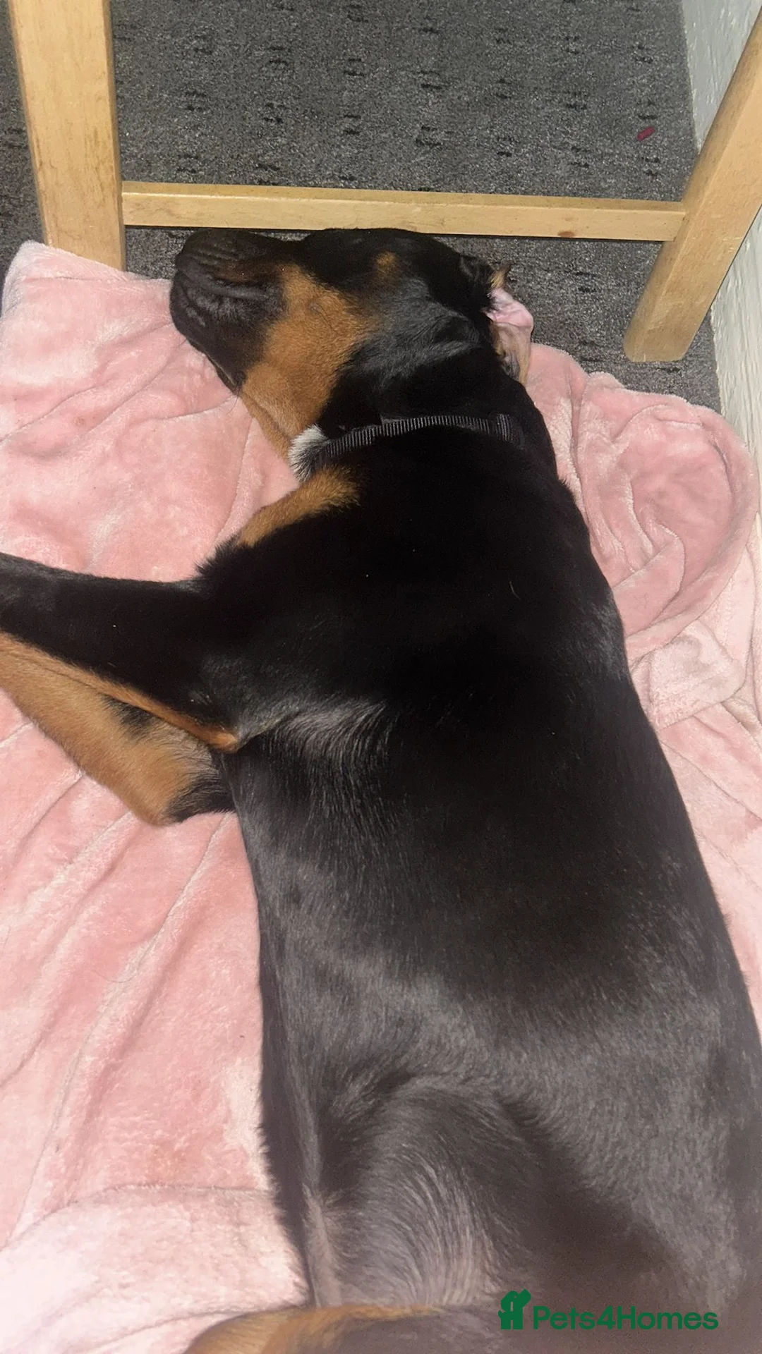Rottweiler dogs for sale: Rehoming required - Advert 2