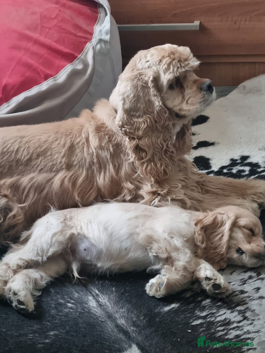 American Cocker Spaniel dogs for sale: KC-REGISTERED American cocker spaniel puppy  - Image 5