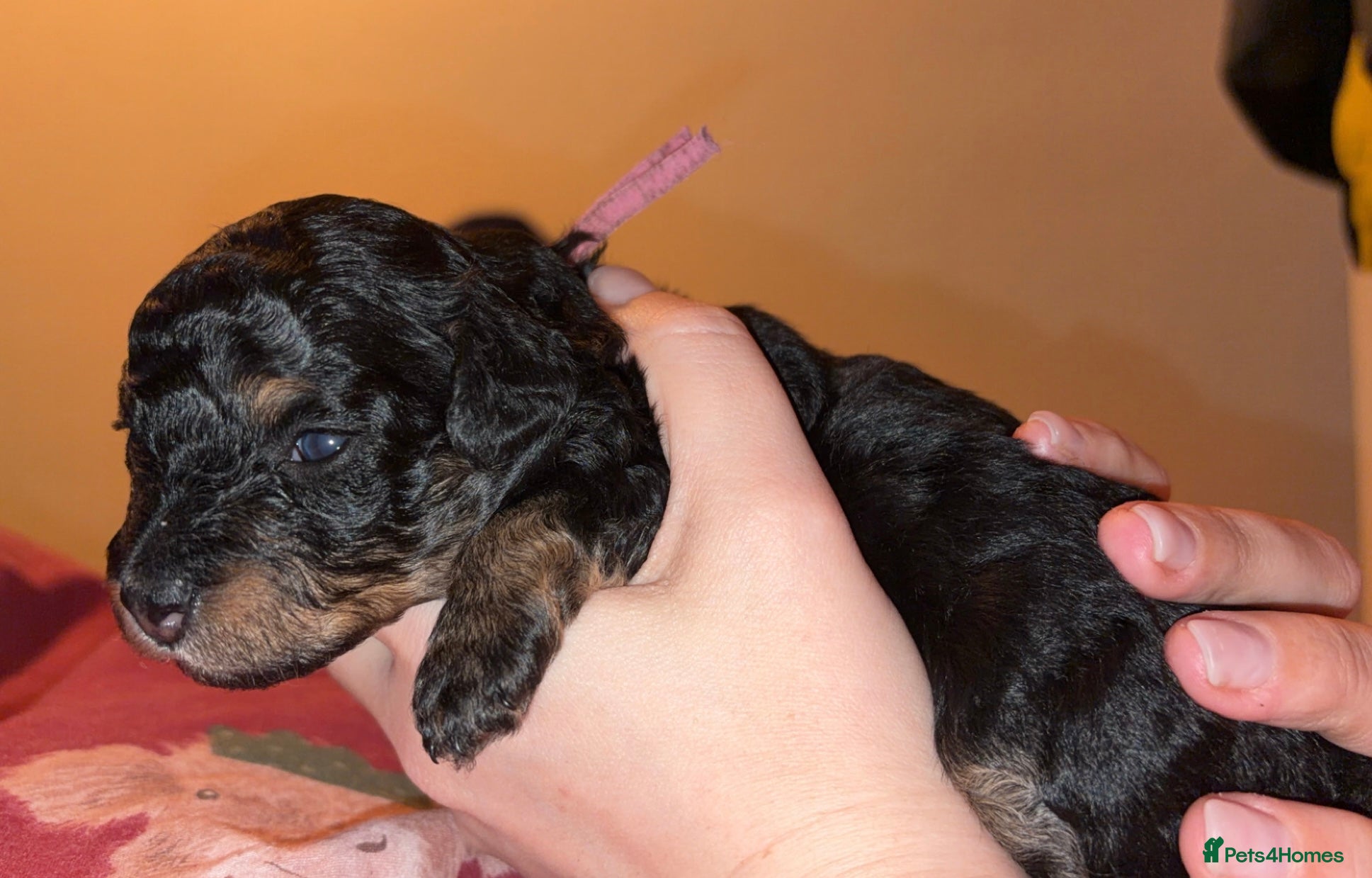 Maltipoo dogs Maltipoo puppy 1 female Black and Tan left - Advert 5