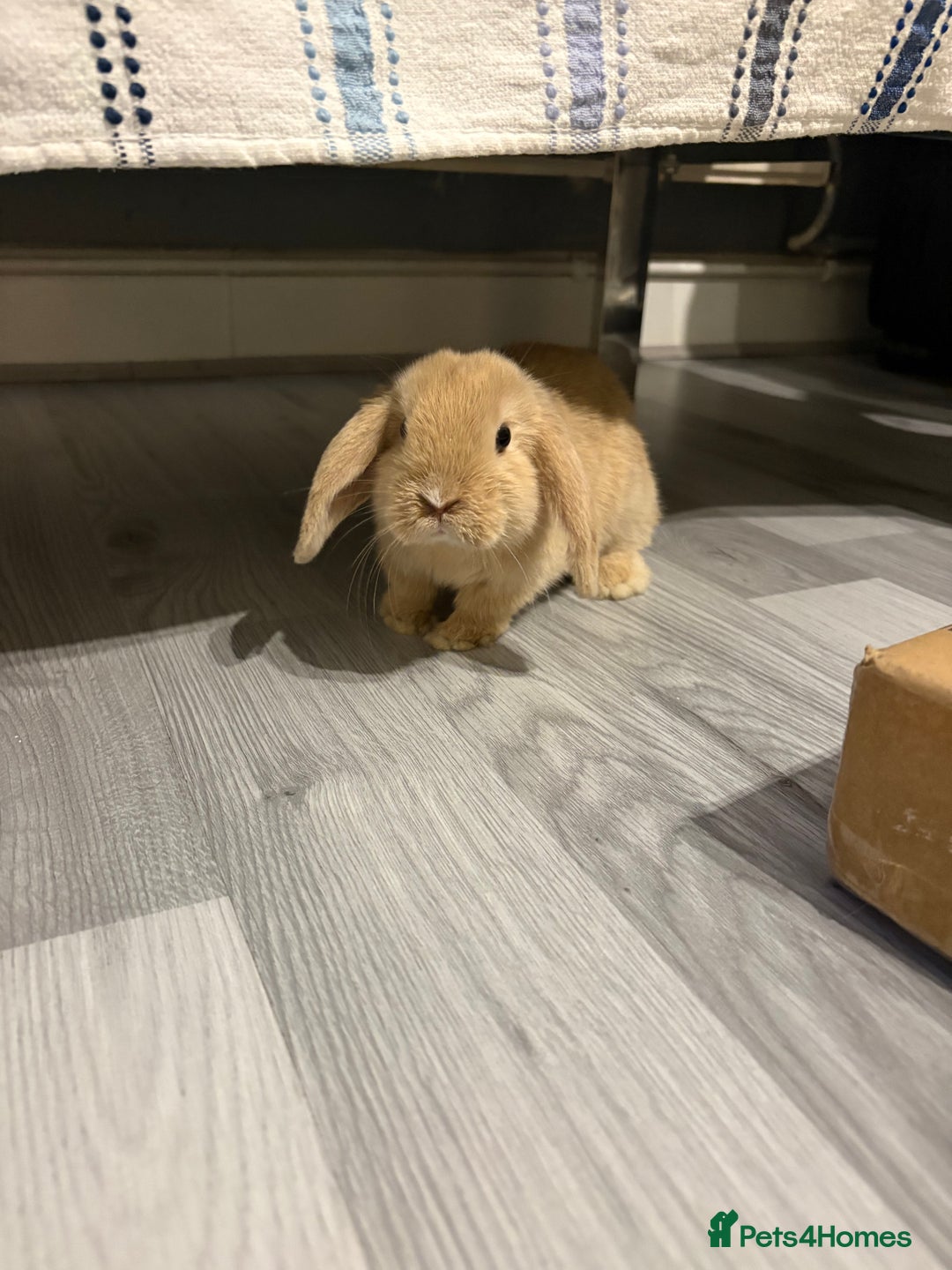 Mini Lop rabbits for sale: Mini lop for sale 8 weeks - Advert 4