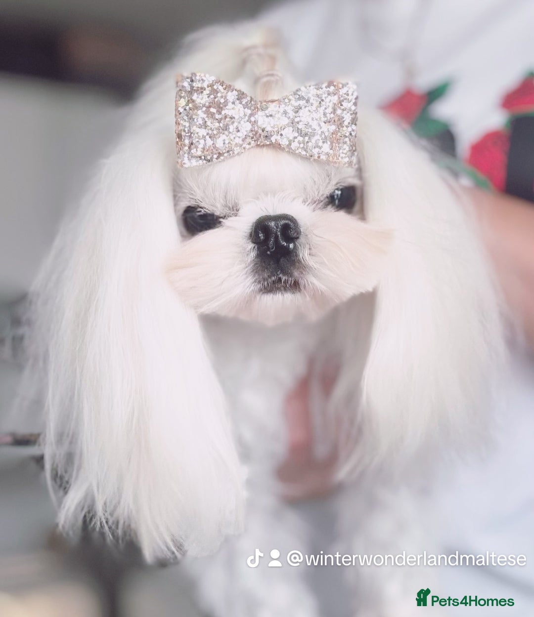 Maltese dogs for stud: 🩵Full Korean Maltese Boy For Stud Duties🩵 - Image 1