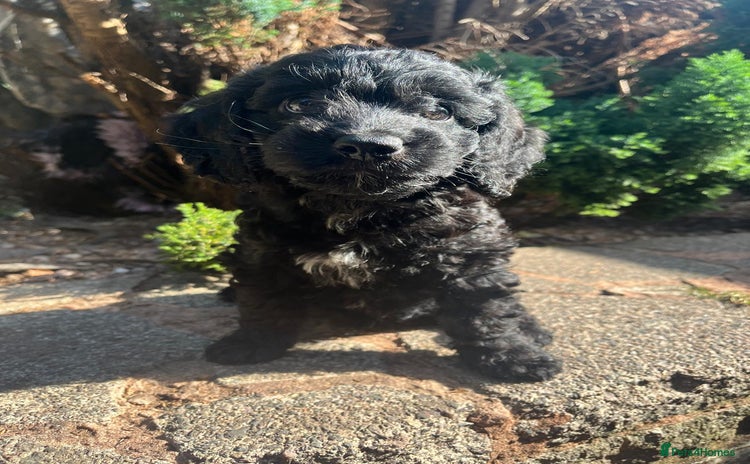 Cockapoo dogs - Advert 1