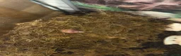 Snails invertebrates for sale: 4 giant aftican land snails 6 months £16 in Blackpool - Advert 3