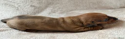 Miniature Dachshund dogs for sale: 🌈 🐾Beautiful Dachshund Rainbow Litter🐾🌈 - Advert 14