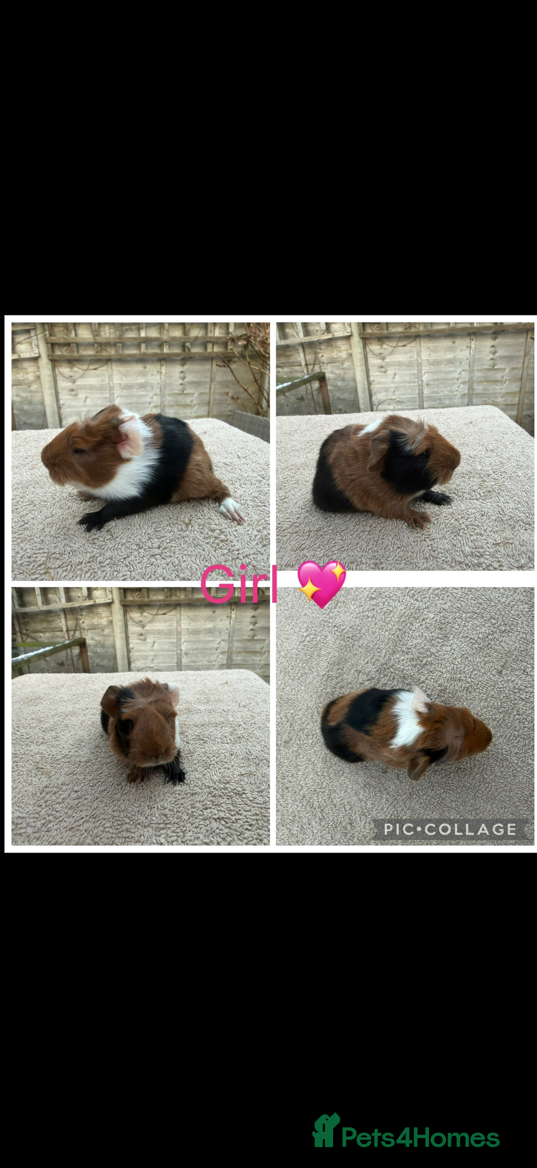 Guinea Pig rodents for sale: Male & Female Guinea pigs 👀 for new laps 🥰 - Advert 20
