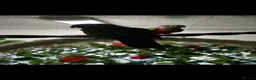 Conures birds for sale: Conure pair proven 2022 - Advert 2