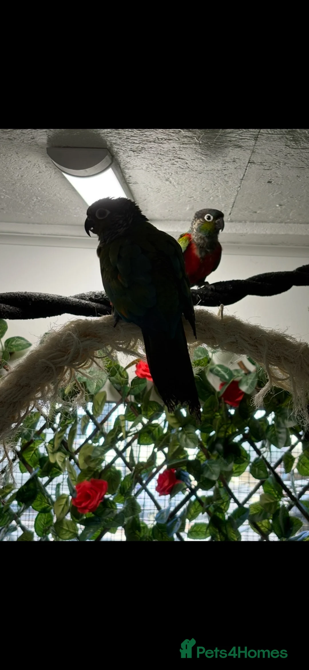 Conures birds for sale: Conure pair proven 2022 - Advert 2