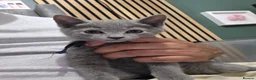 Russian Blue cats for sale: 🐾 All Kittens Reserved 🐾 - Advert 29