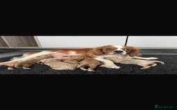 Cavapoo dogs for sale: F1 cavapoo puppys - Image 1